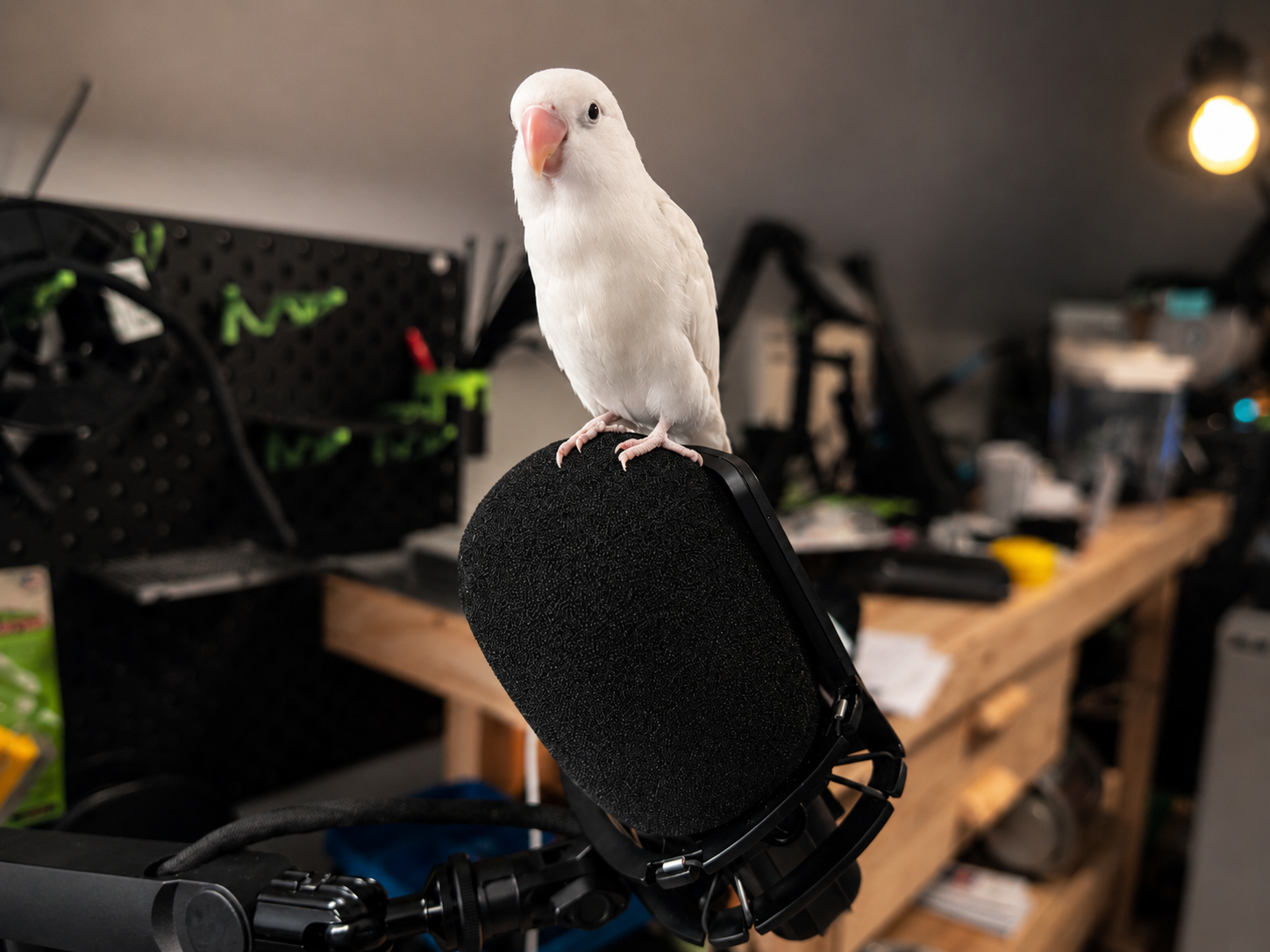 Pip, White Lovebird