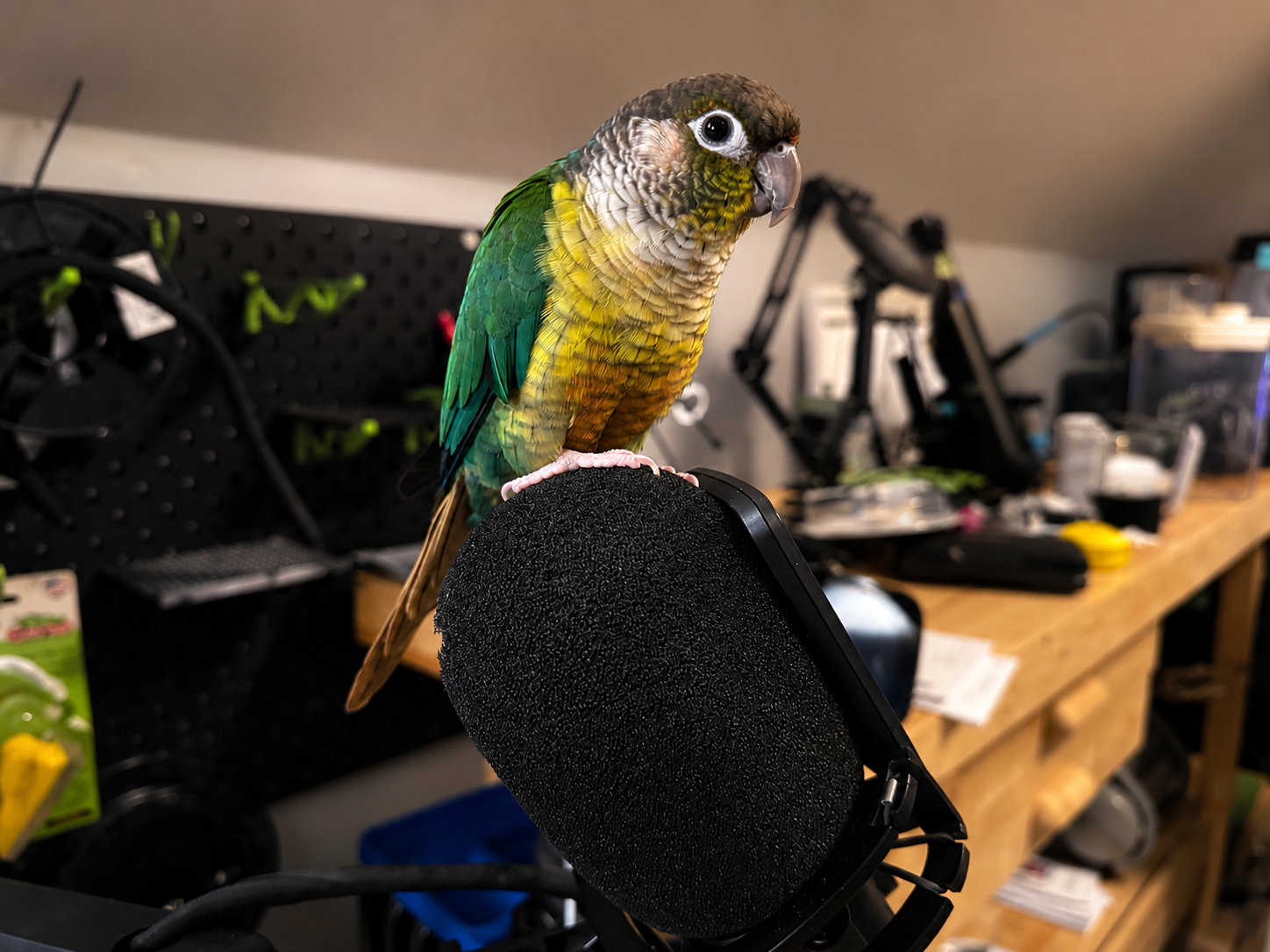 Rio, Teal Pineapple Green Cheek Conure