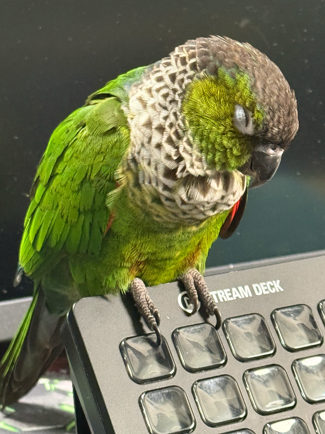 Ricky, Black-capped Conure